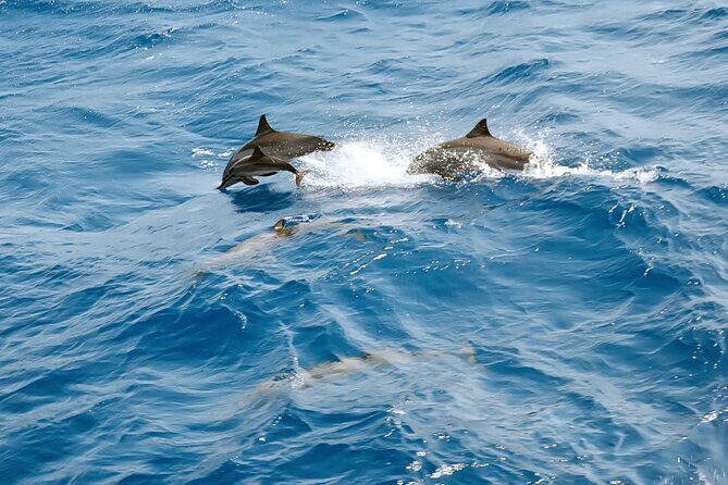 Dolphin House Snorkeling Trip & Water Sports with Lunch -Hurghada - Value for Money