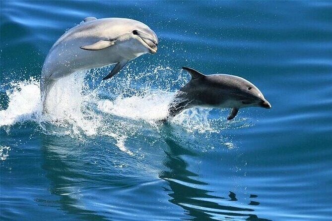 Dolphin house Snorkeling trip with Banan & Sofa Boat in Hurghada - Key Points