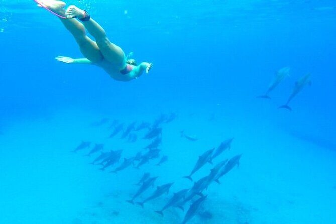 Dolphin House Snorkeling,Water Sports, Lunch & Transfer- Hurghada - An In-Depth Look at the Experience