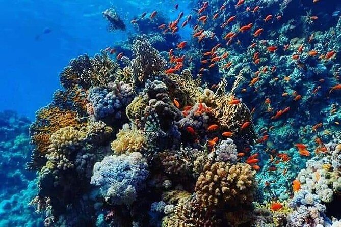 Dolphin House with Snorkeling in Hurghada - Highlights of the Experience