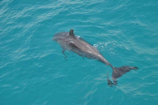Dolphin House with Snorkeling in Hurghada - Is This Tour Right for You?