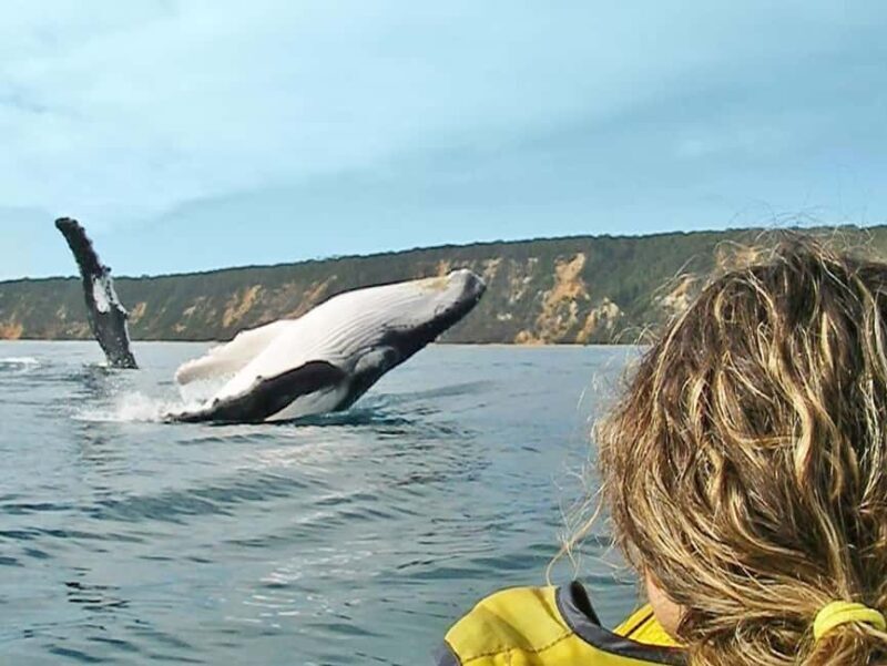Dolphin Kayak Tour & Beach 4X4 National Park Tour (Private) - Why This Tour Stands Out