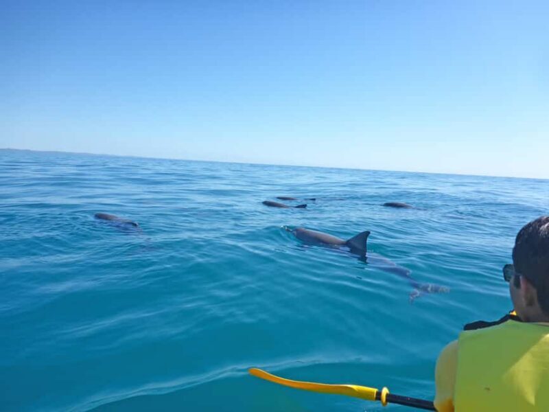 Dolphin Kayak Tour & Beach 4X4 National Park Tour (Private) - Authentic Insights from Reviewers