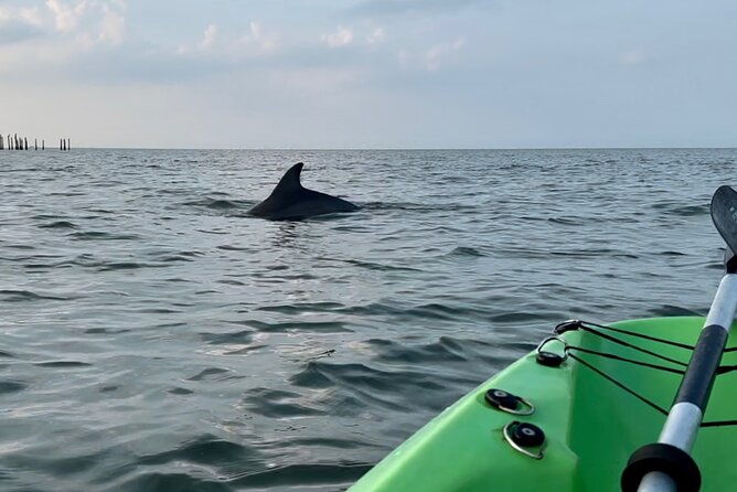 dolphin-kayak-tour-in-virginia-beach-must-know-how-to-swim
