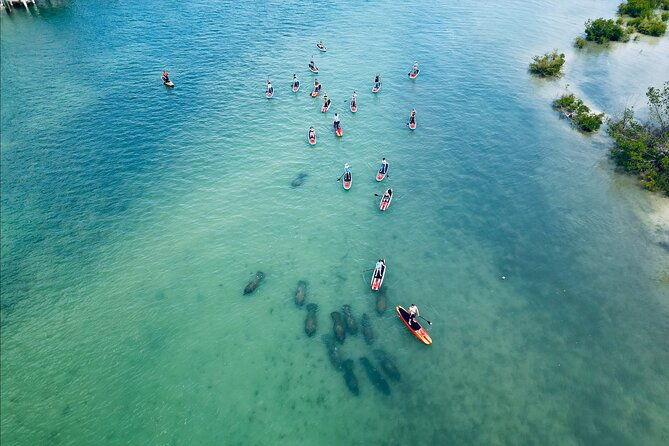 dolphin-manatee-and-sea-turtle-adventure-tour