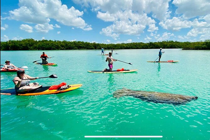 dolphin-manatee-and-sea-turtle-adventure-tour