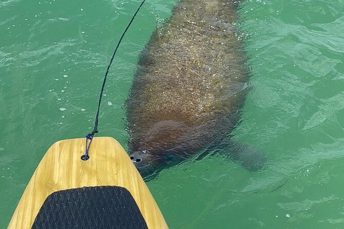 dolphin-manatee-and-sea-turtle-adventure-tour