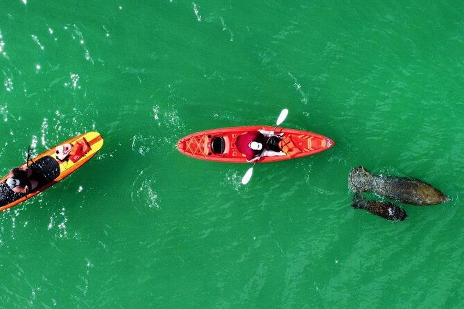 dolphin-manatee-and-sea-turtle-adventure-tour