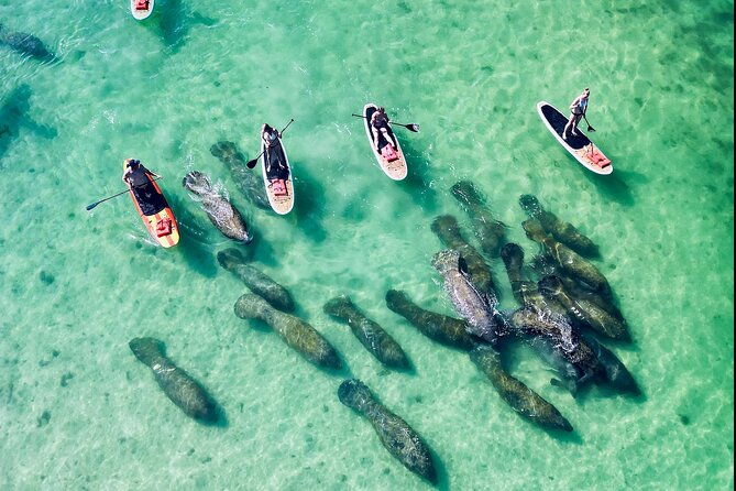 dolphin-manatee-and-sea-turtle-adventure-tour
