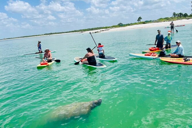 dolphin-manatee-and-sea-turtle-adventure-tour