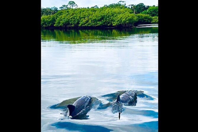 dolphin-manatee-and-sea-turtle-kayak-adventure-2