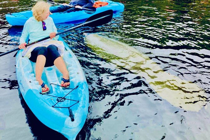 dolphin-manatee-and-sea-turtle-kayak-adventure