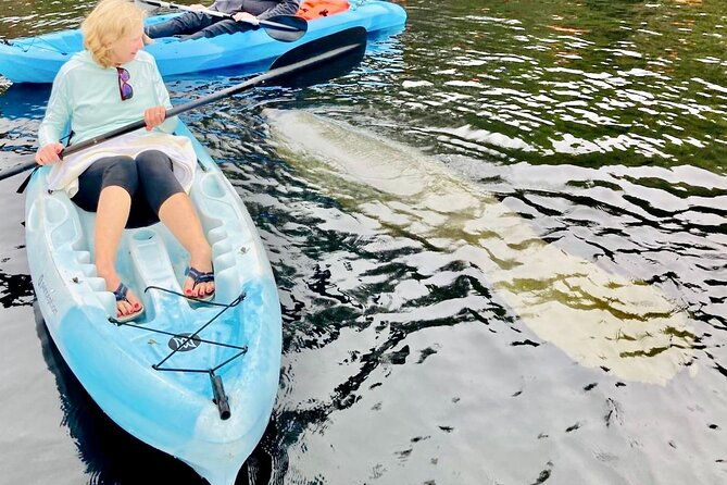 dolphin-manatee-and-seaturtle-sup-adventure-tour-of-st-augustine