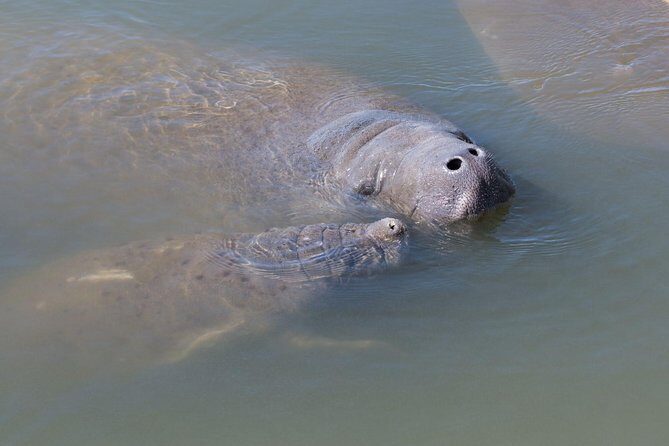 Dolphin & Manatee Kayaking Tour in Orlando Area - Analyzing Value and Overall Experience