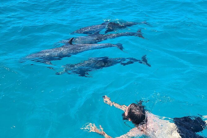 dolphin-museum-and-wild-dolphins-land-and-sea-adventure