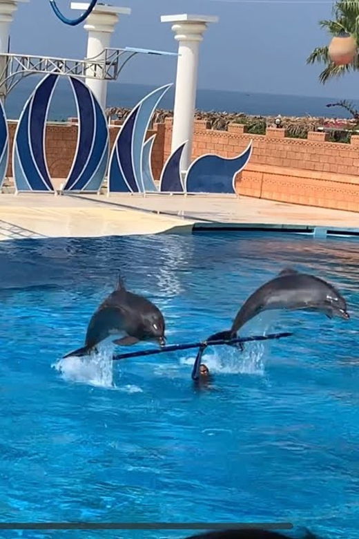 dolphin-park-entry-with-live-show-and-pickup