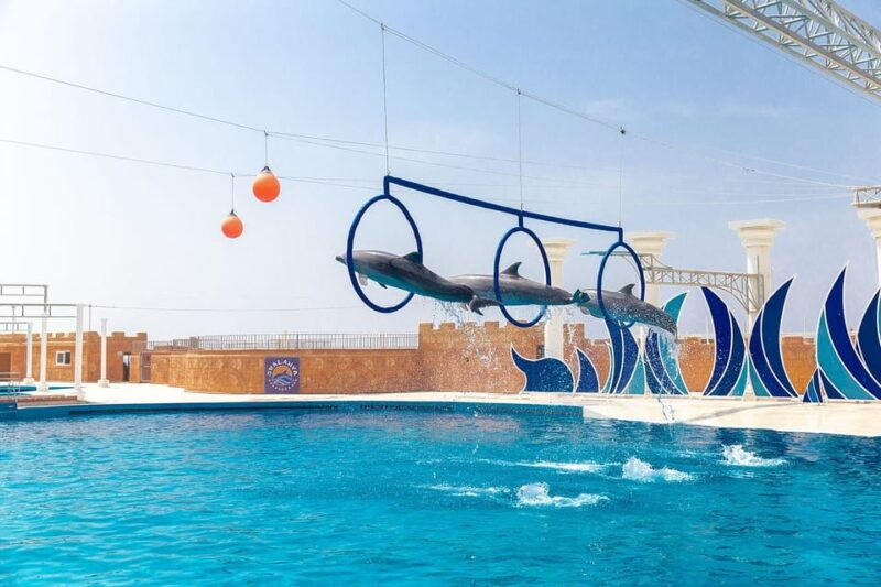 dolphin-park-entry-with-live-show-and-pickup
