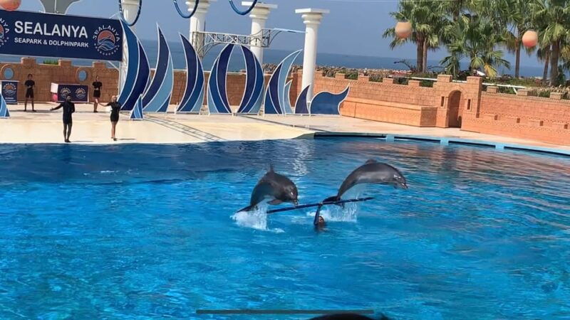 dolphin-park-entry-with-live-show-and-pickup