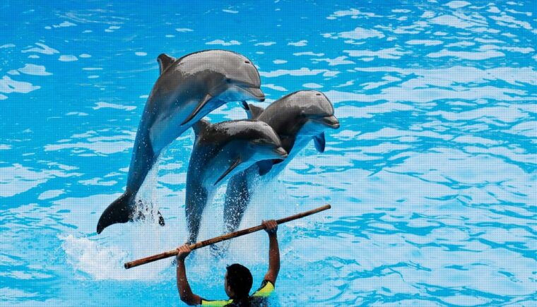 dolphin-park-entry-with-live-show-and-pickup