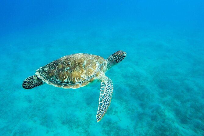 Dolphin Reef Trip, Full-Day Boat Trip With Snorkeling and Lunch. - Final Thoughts