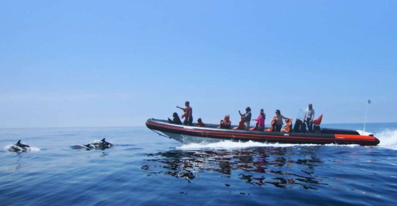 dolphin-safari-and-cave-tour-in-vilamoura