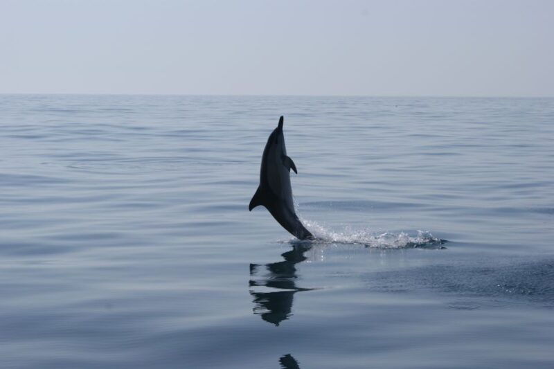 dolphin-safari-and-cave-tour-in-vilamoura