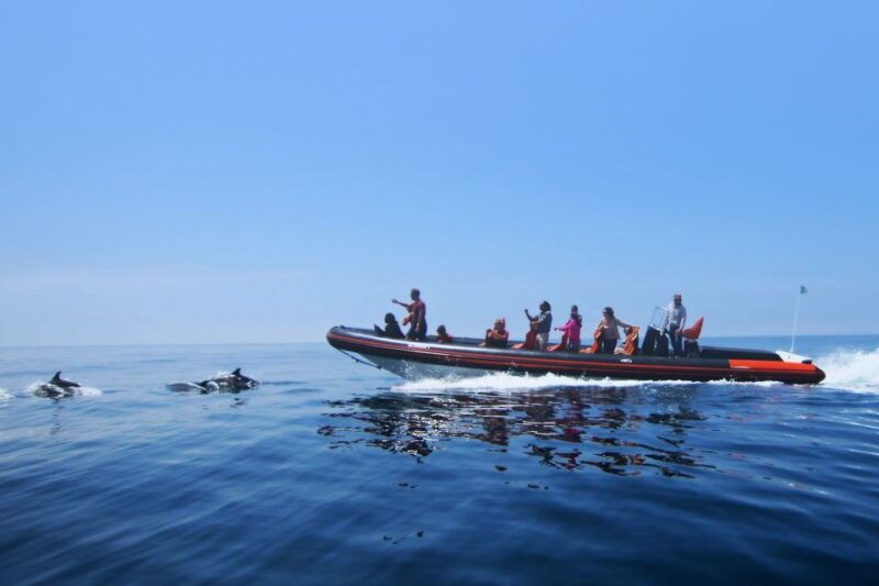 dolphin-safari-and-cave-tour-in-vilamoura