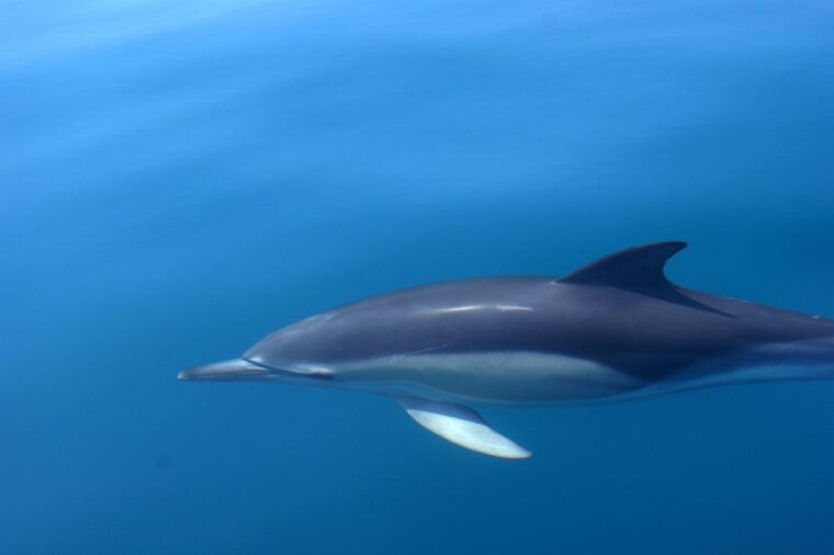 dolphin-safari-and-cave-tour-in-vilamoura