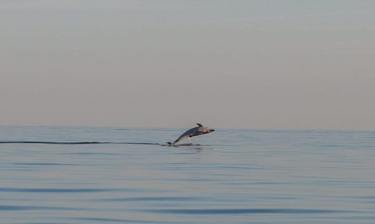 dolphin-safari-every-evening