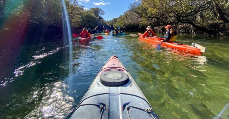 Dolphin Sanctuary and Ships Graveyard Kayak Tour - Wildlife and Marine Life