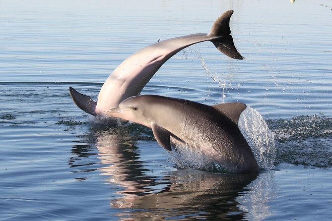 Dolphin Sanctuary Kayak Tour Adelaide - Frequently Asked Questions