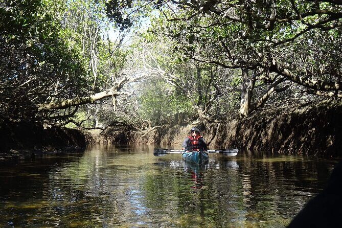 Dolphin Sanctuary Kayak Tours Twilight Mangrove Kayak - Why You Might Love This Tour