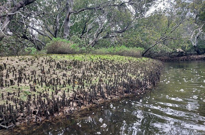 Dolphin Sanctuary Kayak Tours Twilight Mangrove Kayak - Transportation and Practicalities