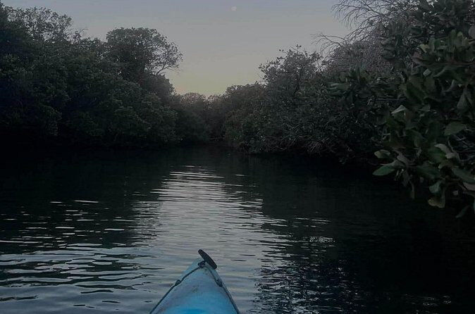 Dolphin Sanctuary Kayak Tours Twilight Mangrove Kayak - Pricing and Value Analysis