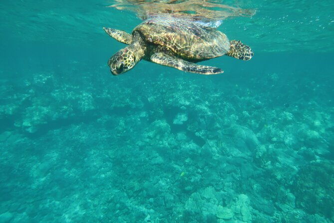 dolphin-sea-cave-captain-cook-kealakekua-bay-reef-snorkeling