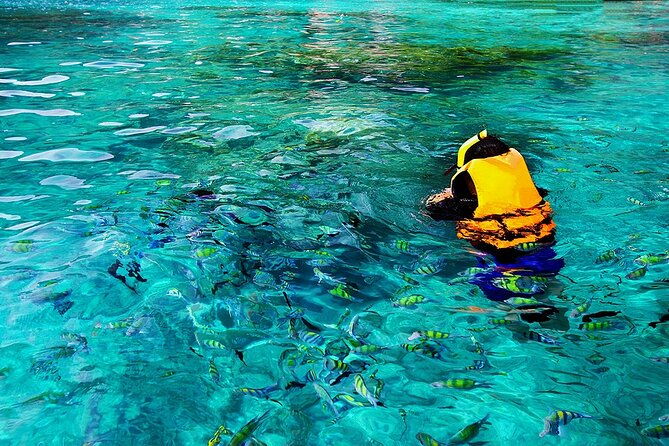 dolphin-sea-cave-captain-cook-kealakekua-bay-reef-snorkeling