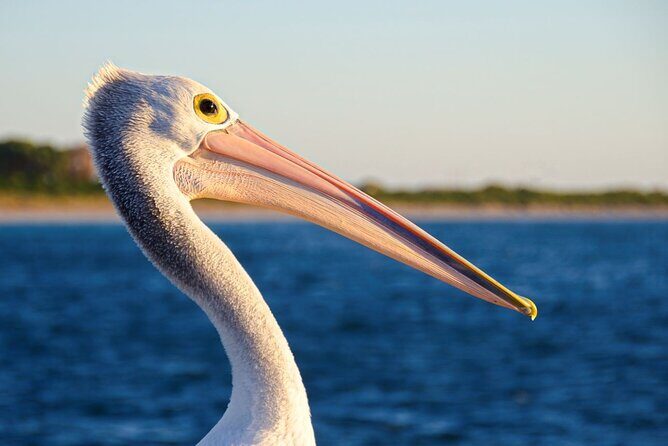 Dolphin, Sea Lion and Penguin Island Cruise - Who Should Consider This Tour?