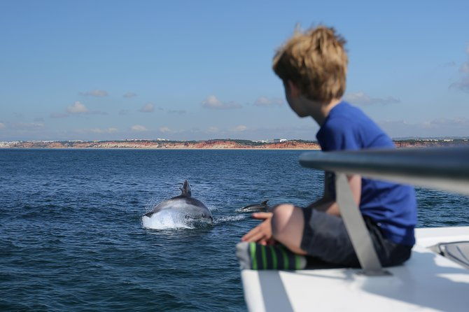 dolphin-search-dolphin-quest