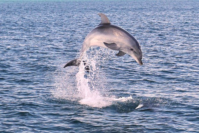 dolphin-search-dolphin-quest