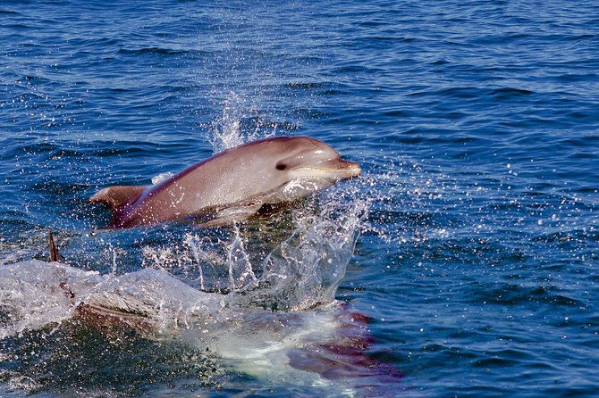 dolphin-search-dolphin-quest