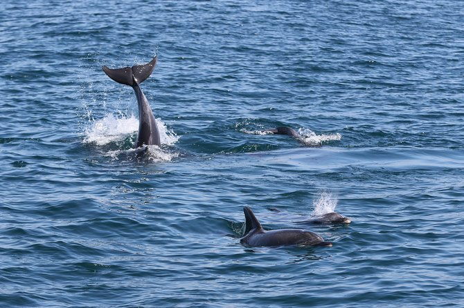 dolphin-search-dolphin-quest