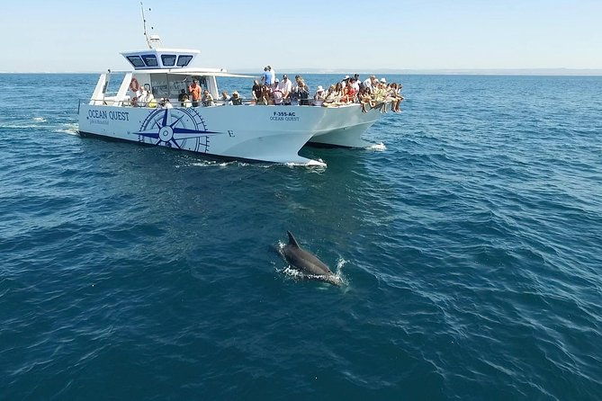 dolphin-search-dolphin-quest
