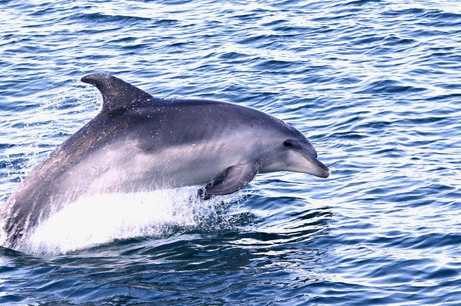 dolphin-search-dolphin-quest