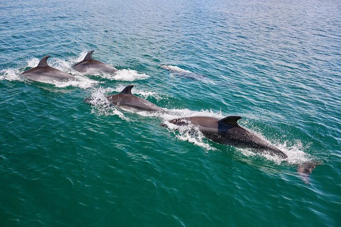 dolphin-search-dolphin-quest