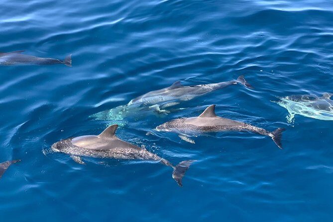 Dolphin Searching Tour in Puerto de Mogán ("KEEPER UNO" Boat) - Final Thoughts: Who Should Consider This Tour?