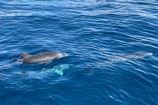 Dolphin Searching Tour in Puerto de Mogán ("KEEPER UNO" Boat) - FAQs