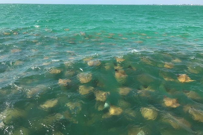 Dolphin Shelling Snorkeling Cruise in Tampa - Final Thoughts