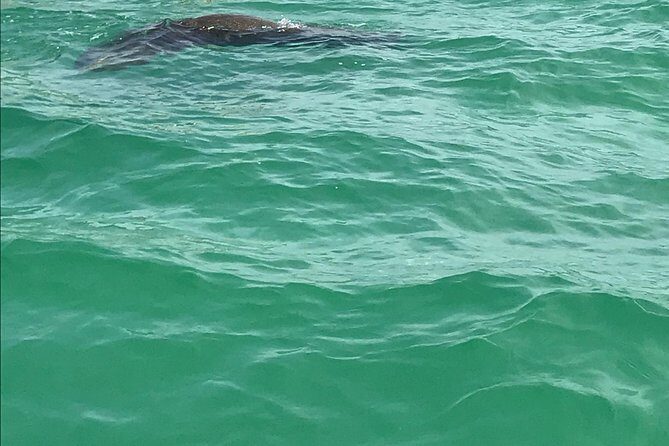 Dolphin Shelling Snorkeling Cruise in Tampa - FAQ