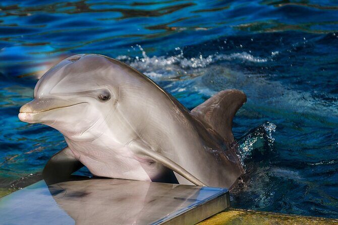 Dolphin Show & Photoshoot Package with Transfer from Hurghada - A Closer Look at the Hurghada Dolphin Tour Experience