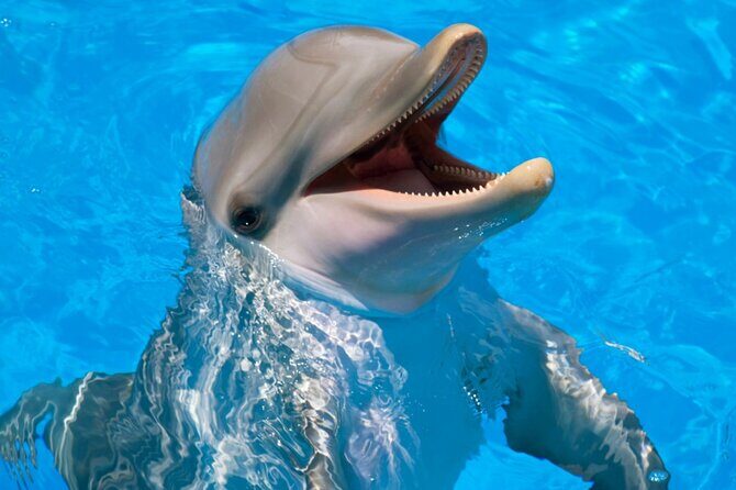 Dolphin Show & Photoshoot Package with Transfer from Hurghada - The Sum Up